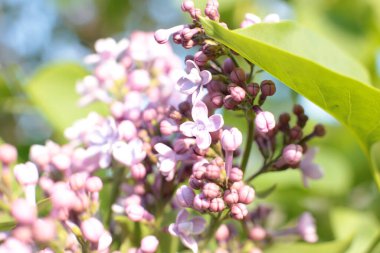Yaz çiçeklerinin cilvesi Güzel çiçekler