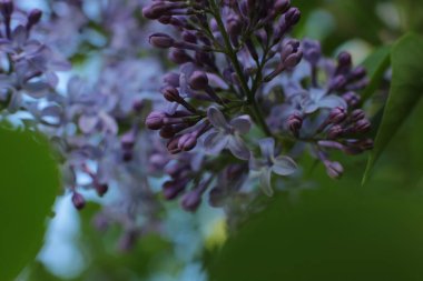 Yaz çiçeklerinin cilvesi Güzel çiçekler