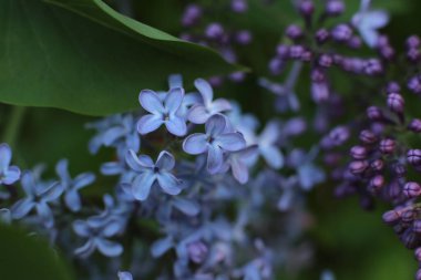 Yaz çiçeklerinin cilvesi Güzel çiçekler