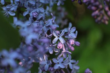 Yaz çiçeklerinin cilvesi Güzel çiçekler