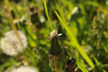 Yaz çiçeklerinin cilvesi Güzel çiçekler