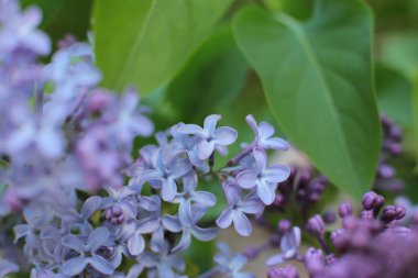 Yaz çiçeklerinin cilvesi Güzel çiçekler