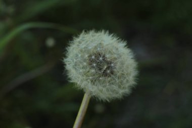 Yaz çiçeklerinin cilvesi Güzel çiçekler