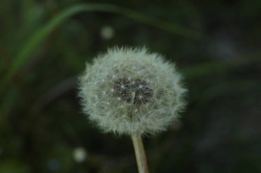 Yaz çiçeklerinin cilvesi Güzel çiçekler