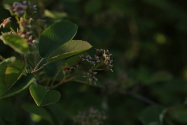 Yaz çiçeklerinin cilvesi Güzel çiçekler