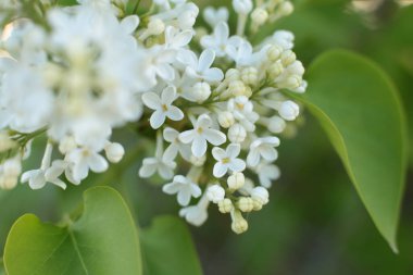 Yaz çiçeklerinin cilvesi Güzel çiçekler