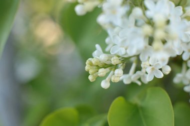 Yaz çiçeklerinin cilvesi Güzel çiçekler