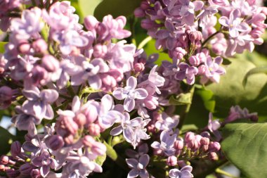 Yaz çiçeklerinin cilvesi Güzel çiçekler
