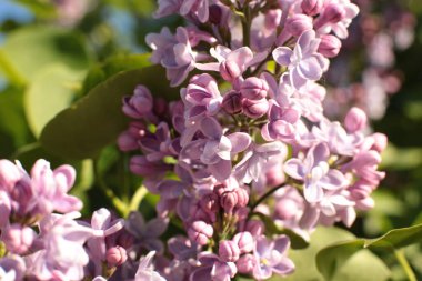Yaz çiçeklerinin cilvesi Güzel çiçekler