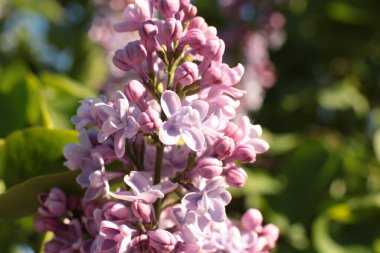 Yaz çiçeklerinin cilvesi Güzel çiçekler