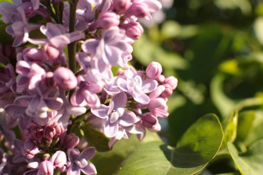 Yaz çiçeklerinin cilvesi Güzel çiçekler