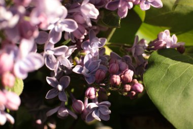 Yaz çiçeklerinin cilvesi Güzel çiçekler
