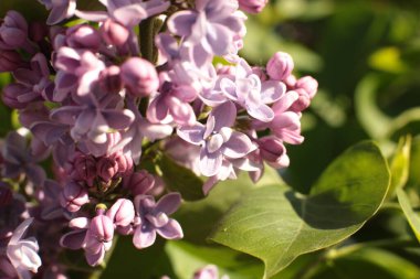 Yaz çiçeklerinin cilvesi Güzel çiçekler