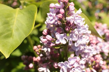 Yaz çiçeklerinin cilvesi Güzel çiçekler