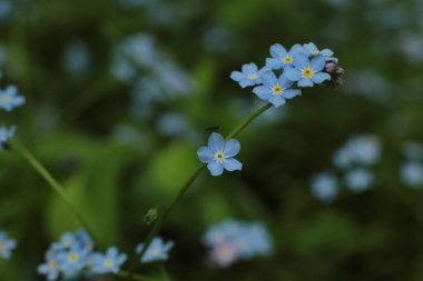 Yaz çiçeklerinin cilvesi Güzel çiçekler