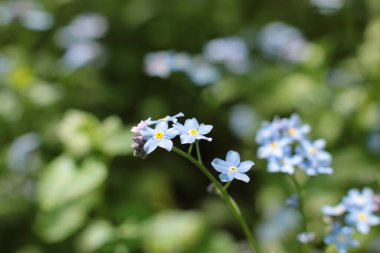 Yaz çiçeklerinin cilvesi Güzel çiçekler