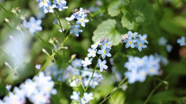 Yaz çiçeklerinin cilvesi Güzel çiçekler