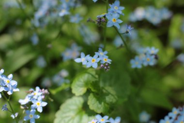 Yaz çiçeklerinin cilvesi Güzel çiçekler