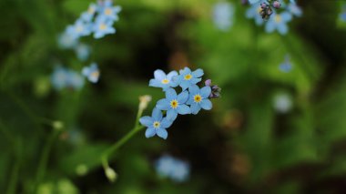 Yaz çiçeklerinin cilvesi Güzel çiçekler