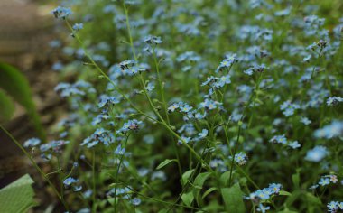 Yaz çiçeklerinin cilvesi Güzel çiçekler