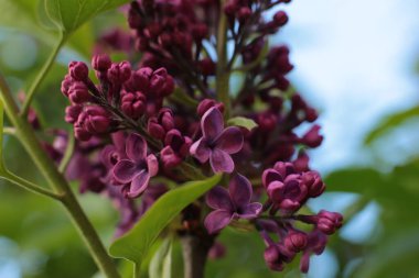 Yaz çiçeklerinin cilvesi Güzel çiçekler