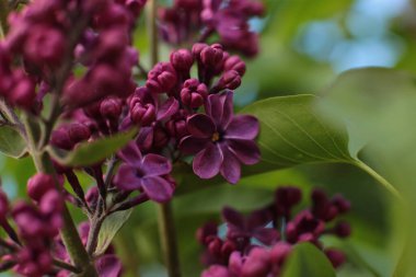 Yaz çiçeklerinin cilvesi Güzel çiçekler
