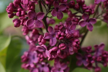 Yaz çiçeklerinin cilvesi Güzel çiçekler