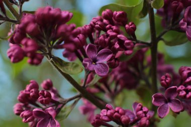 Yaz çiçeklerinin cilvesi Güzel çiçekler