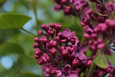 Yaz çiçeklerinin cilvesi Güzel çiçekler