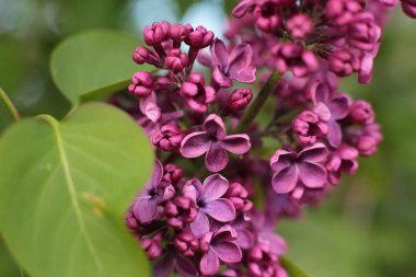 Yaz çiçeklerinin cilvesi Güzel çiçekler