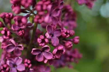 Yaz çiçeklerinin cilvesi Güzel çiçekler