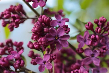 Yaz çiçeklerinin cilvesi Güzel çiçekler