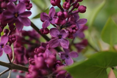 Yaz çiçeklerinin cilvesi Güzel çiçekler