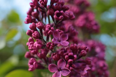 Yaz çiçeklerinin cilvesi Güzel çiçekler