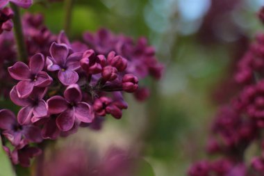 Yaz çiçeklerinin cilvesi Güzel çiçekler