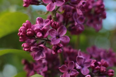 Yaz çiçeklerinin cilvesi Güzel çiçekler