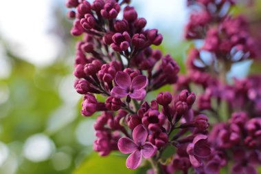 Yaz çiçeklerinin cilvesi Güzel çiçekler