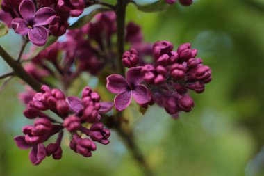 Yaz çiçeklerinin cilvesi Güzel çiçekler