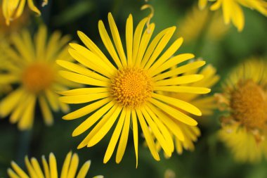 Bahar çiçek açar. Güzel bir buket.