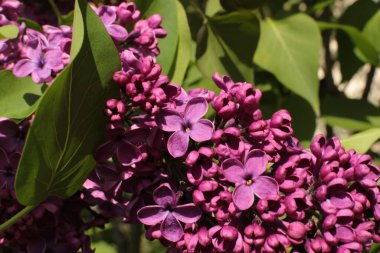 Bahar çiçek açar. Güzel bir buket.