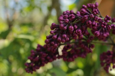 Bahar çiçek açar. Güzel bir buket.