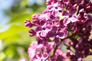 Bahar çiçek açar. Güzel bir buket.