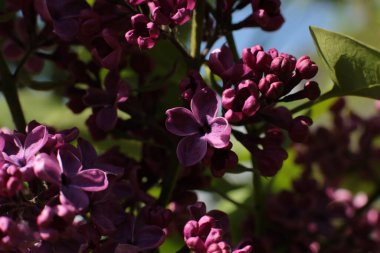 Bahar çiçek açar. Güzel bir buket.