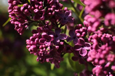Bahar çiçek açar. Güzel bir buket.