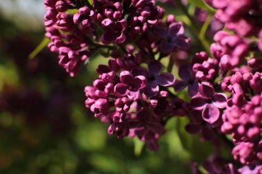 Bahar çiçek açar. Güzel bir buket.