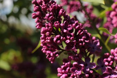 Bahar çiçek açar. Güzel bir buket.