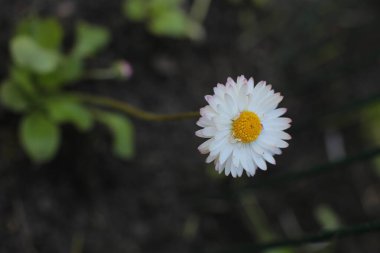 Bahar çiçek açar. Güzel bir buket.