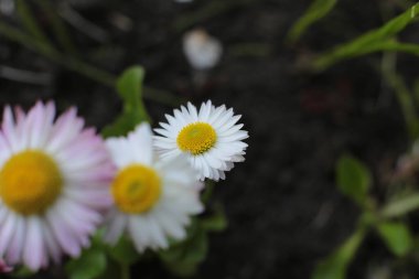 Bahar çiçek açar. Güzel bir buket.
