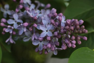 Bahar çiçek açar. Güzel bir buket.