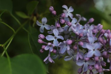 Bahar çiçek açar. Güzel bir buket.